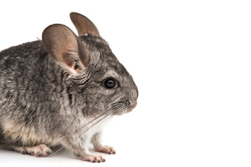 Chinchilla