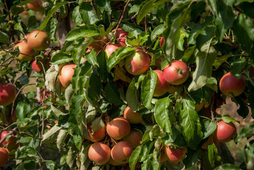 урожай яблок