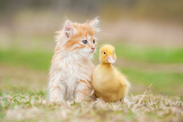 Naklejka premium Adorable red kitten with little duckling 