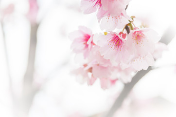 Sakura ( Cherry Blossom)