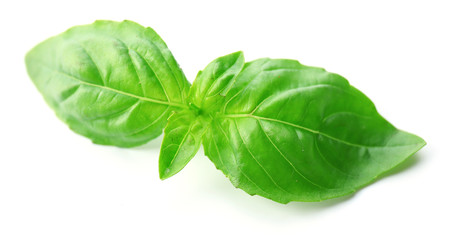 Green fresh basil isolated in white