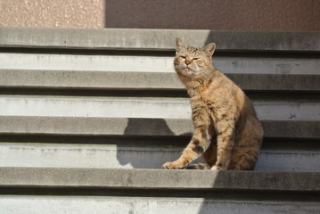 どや顔　にゃんこ　階段で