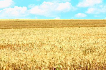 Beautiful summer field