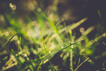 Macro of Morning Grass Retro