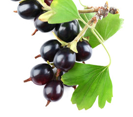 Wild black currant with green leaves isolated on white