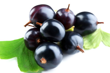 Wild black currant with green leaves isolated on white