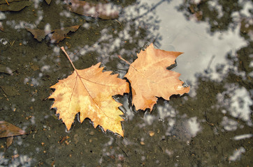 water is autumn leaves