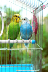 Obraz premium Cute colorful budgies in cage, outdoors