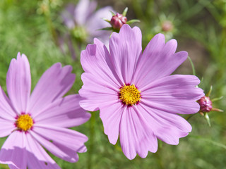 Obraz premium 桃色の秋桜