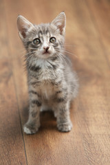 Cute gray kitten on floor at home