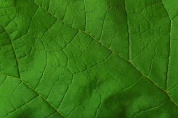 Naklejka na ściany i meble Fresh green leaf, close up