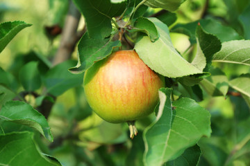 Branch of apple tree closeup