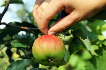 Female hand picking apple from tree