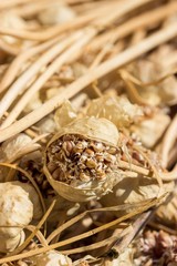 Seeds of garlic
