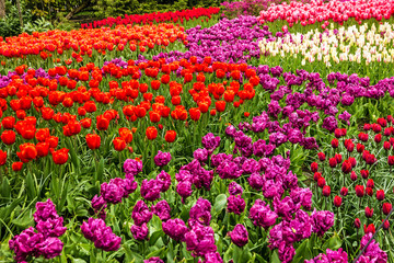 Tulip field, park Keukenhof, Holland