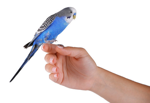 Fototapeta Budgerigar on hand isolated on white