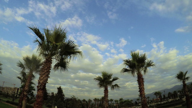 Palm trees with clouds on sea promenade