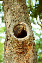 Tree hollow close up