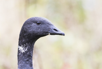 Brent Goose head