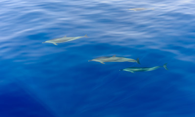 Pod of dolphins swimming in the sea