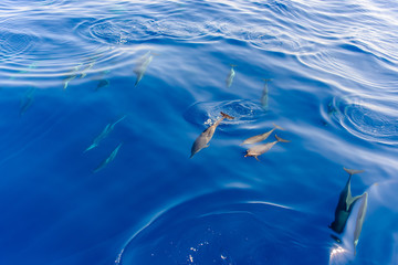 Obraz premium Pod of dolphins swimming in the sea