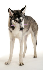 Beautiful huskies dog with toothbrush isolated on white