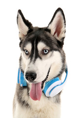 Beautiful huskies dog with headphones isolated on white