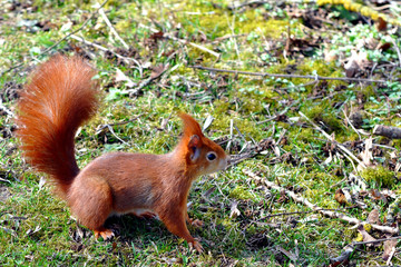 Possierliches Eichhörnchen