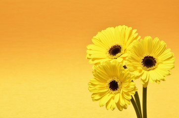 Yellow flowers of gerbera.