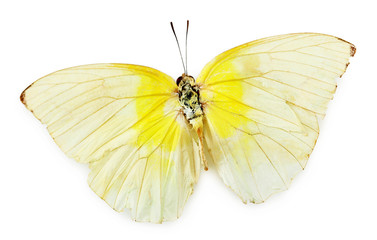 Colorful butterfly isolated on white