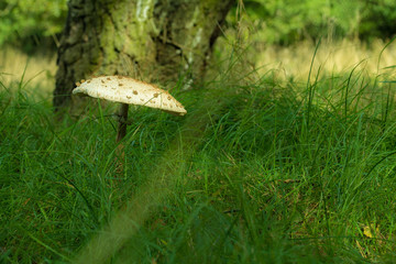 Parasolpilz, Mecklenburgische Seenplatte