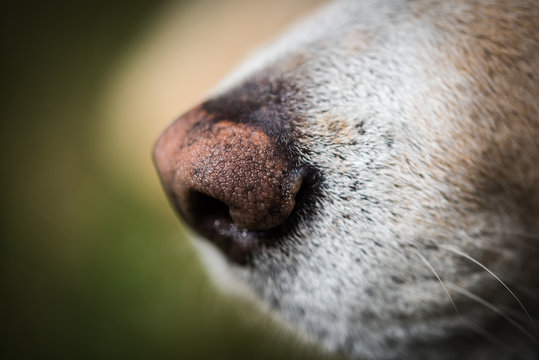 Naso di labrador