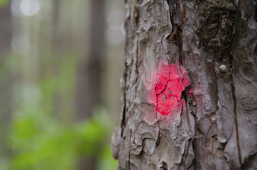 Tree marked with red dot ready for clearing