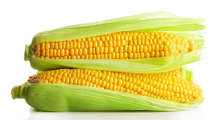 Ripe corn isolated on white