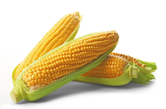 Ripe corn isolated on white