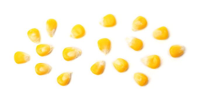 Grains of ripe corn isolated on white
