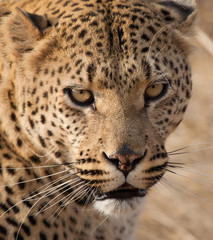 Leopardo della Namibia
