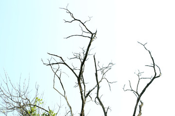Dry branches on blue sky background