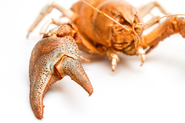 Lobster crab isolated