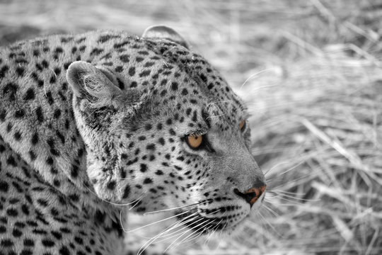 Leopardo della Namibia in bianco e nero