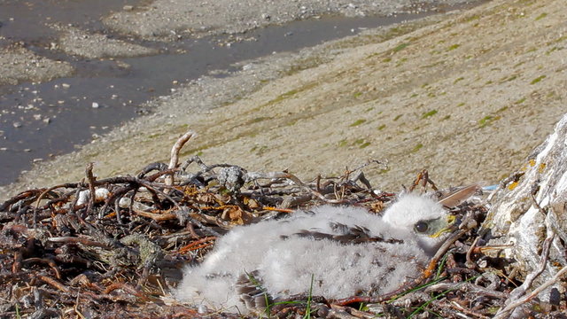Rough-legged Buzzard chick in nest. background is river canyon in polar desert.