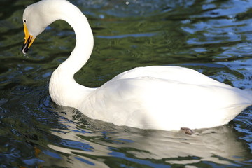 swans