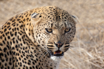 Fototapeta na wymiar Leopardo della Namibia