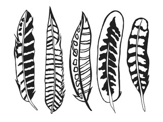 Tribal feathers set.