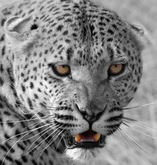 Leopardo della Namibia con occhi di ghiaccio
