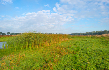 Shore of a lake under a blue cloudy sky in autumn