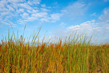 Reed below a blue cloudy sky in autumn