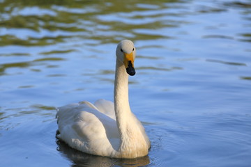 swans