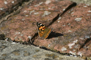 Painted lady butterfly