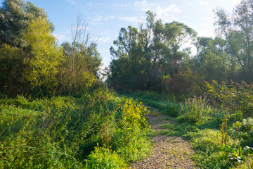Fototapeta na wymiar Path through a forest in autumn